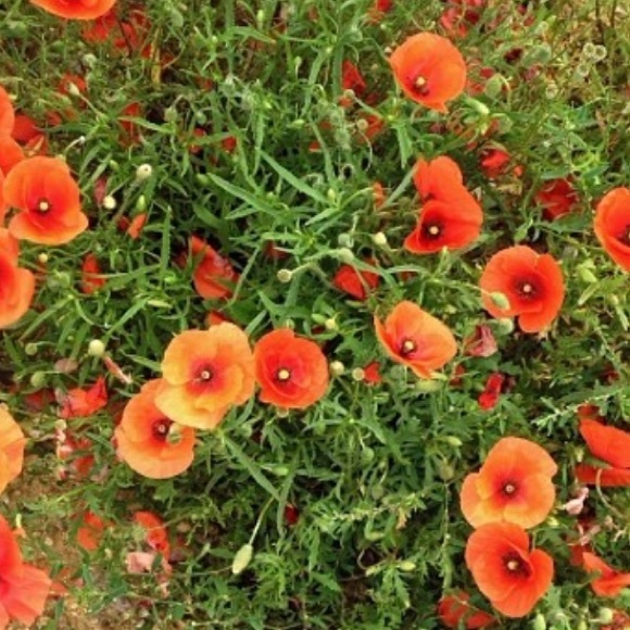 Meet your Posher, Mai - Picture 1 of 1